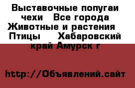 Выставочные попугаи чехи - Все города Животные и растения » Птицы   . Хабаровский край,Амурск г.